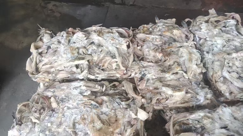 鳕鱼排一天一柜