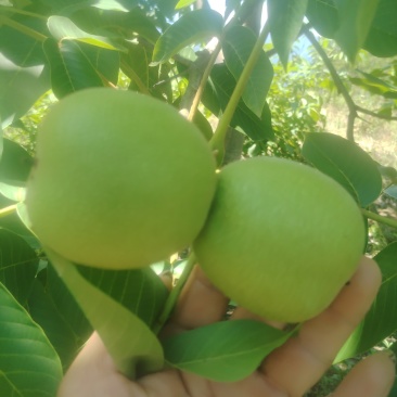 青皮核桃