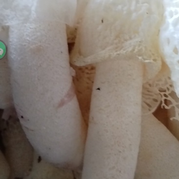 贵州正宗红托竹荪可批发可零售