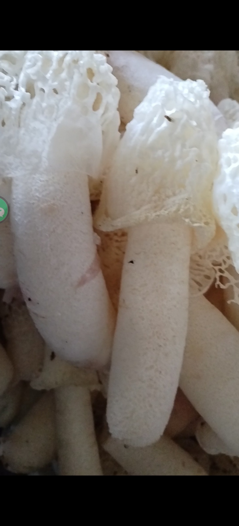 贵州正宗红托竹荪可批发可零售