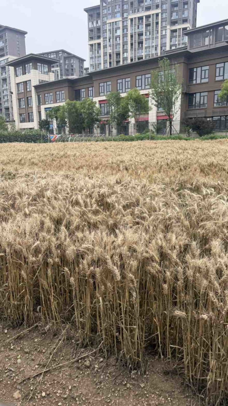 芽麦