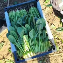 菠菜