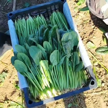 菠菜