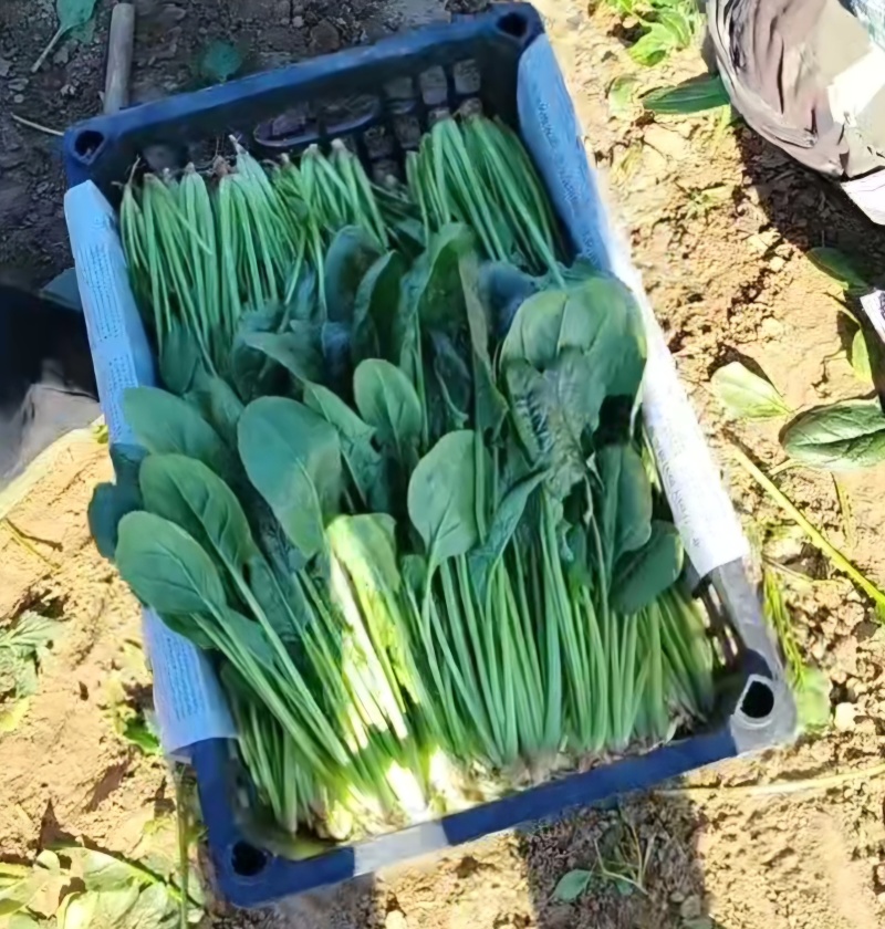 菠菜