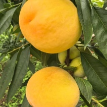 黄桃