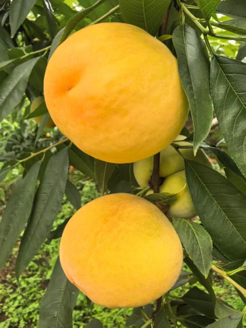 黄桃