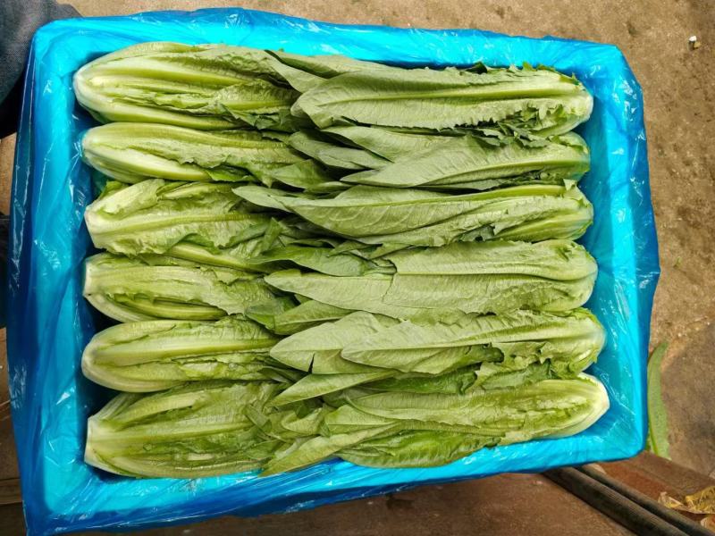 油麦菜
