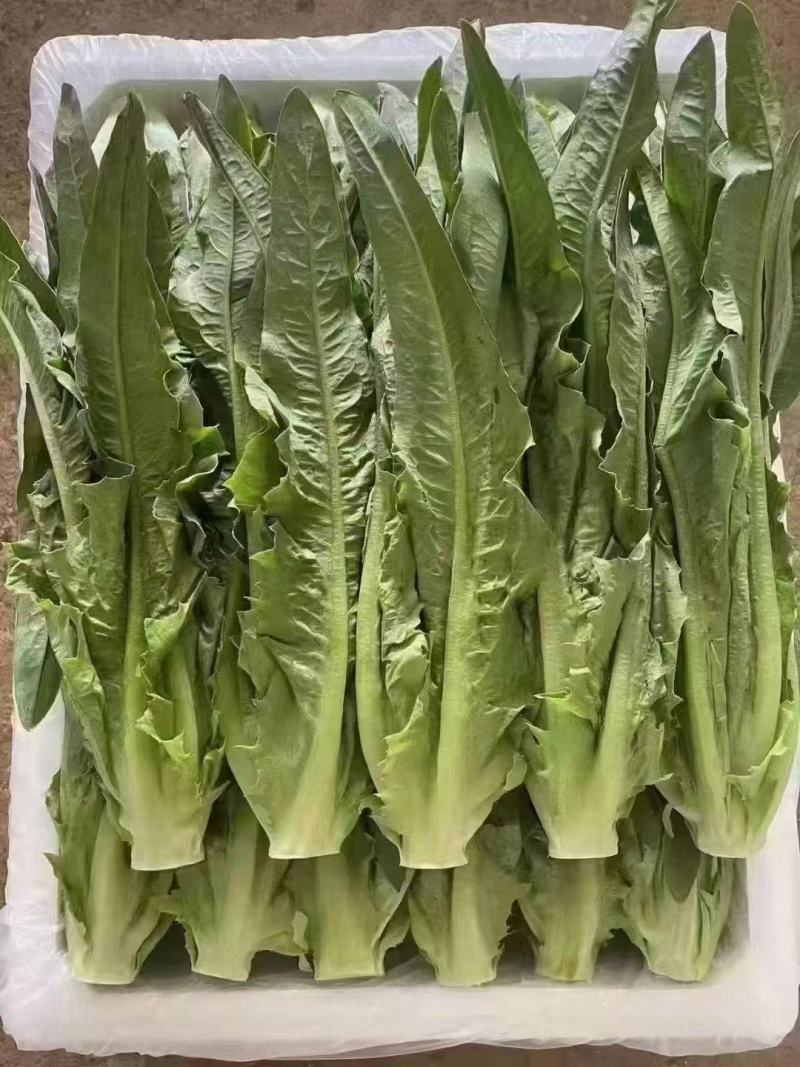 油麦菜