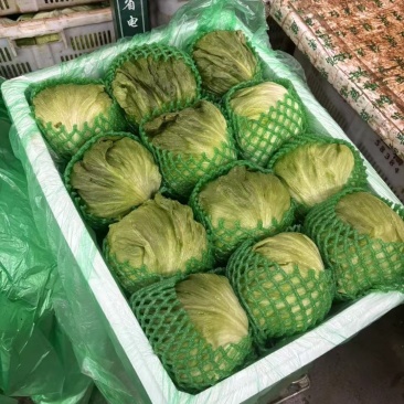 球生菜
