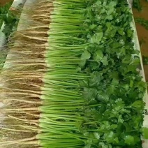 香菜