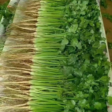 香菜