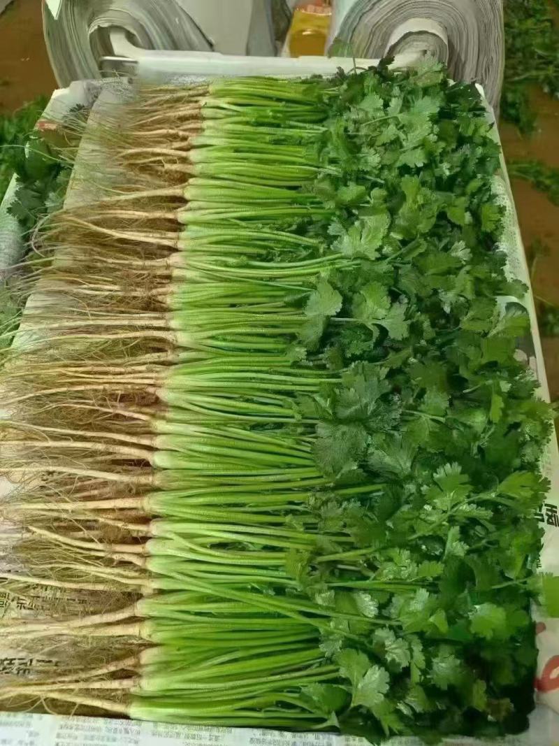 香菜
