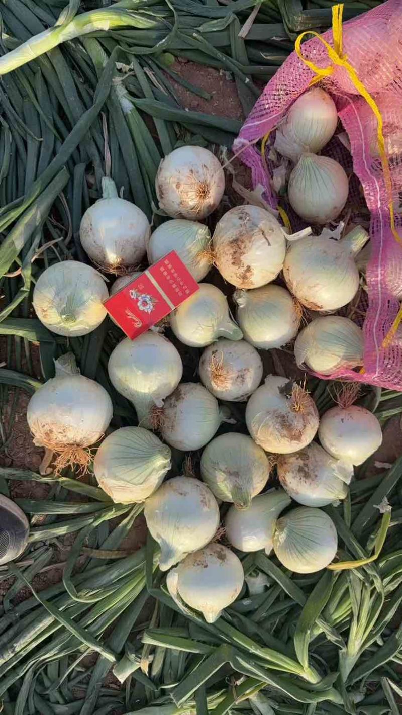吐鲁番乌鲁木齐洋葱