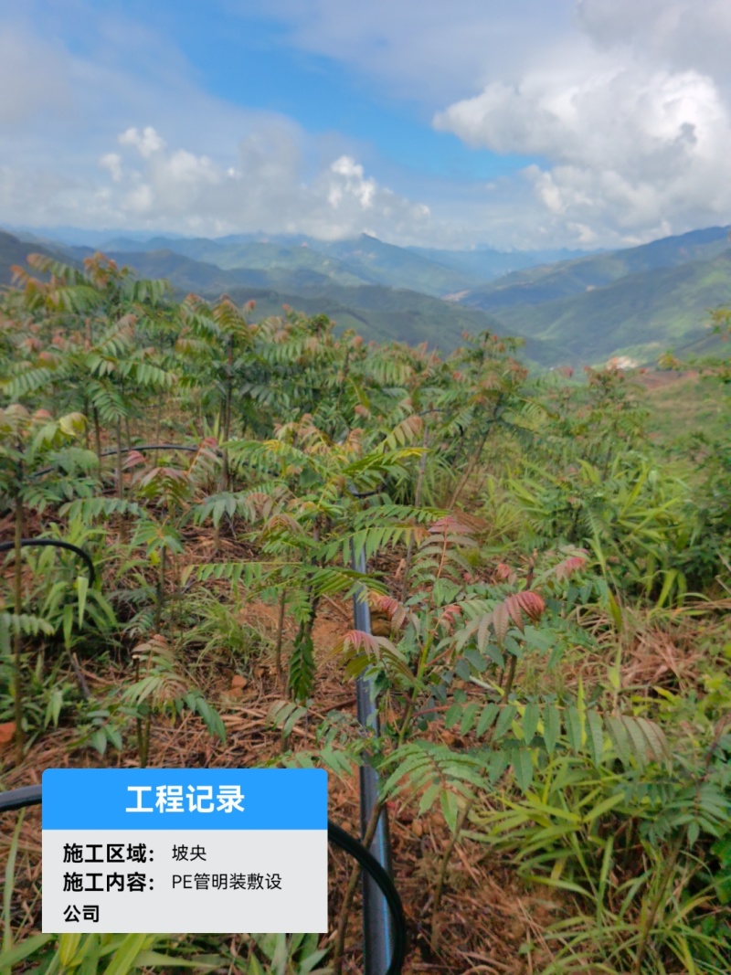 红油四季香椿