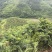 红油四季香椿