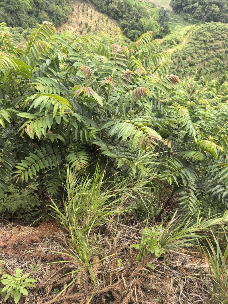 红油四季香椿