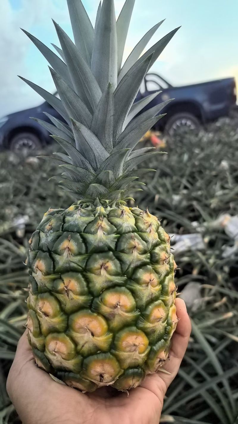 海南金菠萝，大量稳定供应