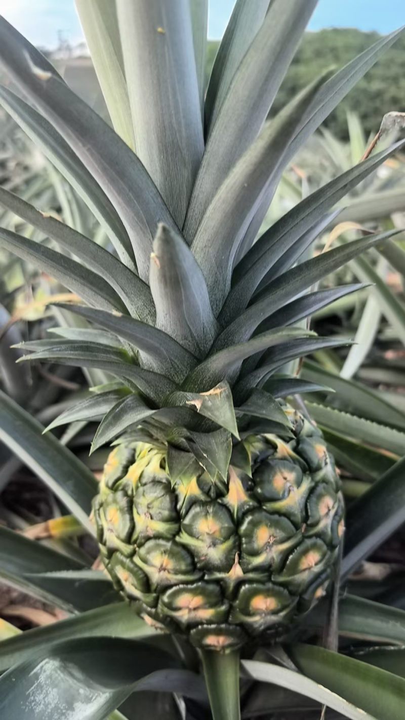 海南金菠萝，大量稳定供应