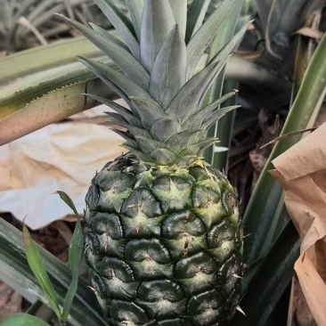 海南金菠萝，大量稳定供应