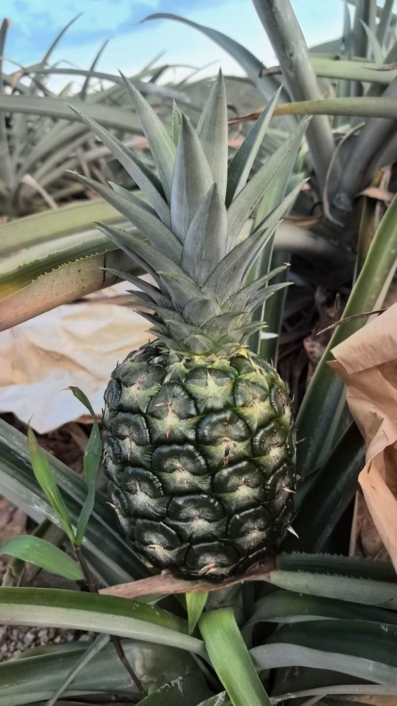 海南金菠萝，大量稳定供应