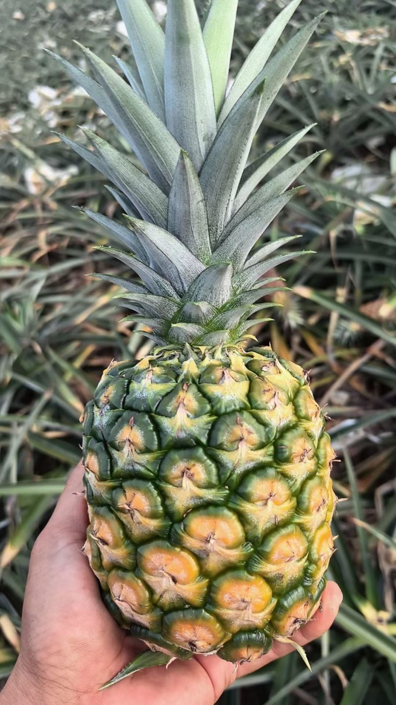 海南金菠萝，大量稳定供应