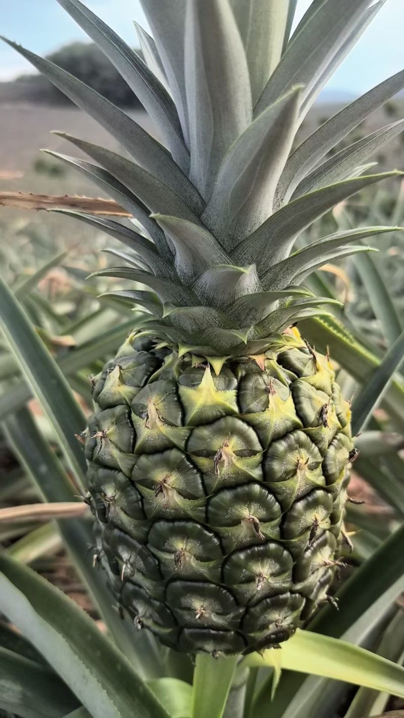 海南金菠萝，大量稳定供应