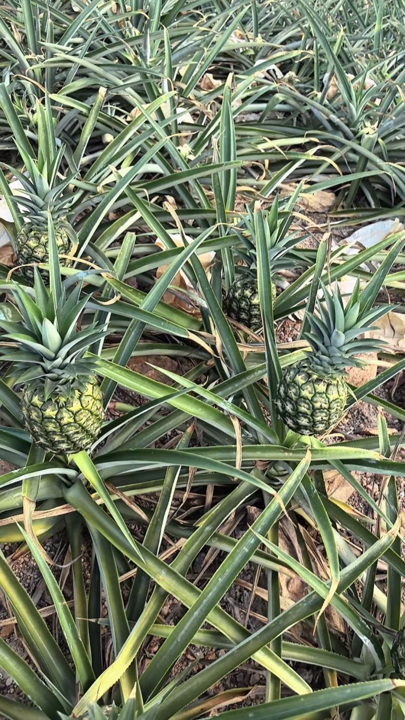 海南金菠萝，大量稳定供应
