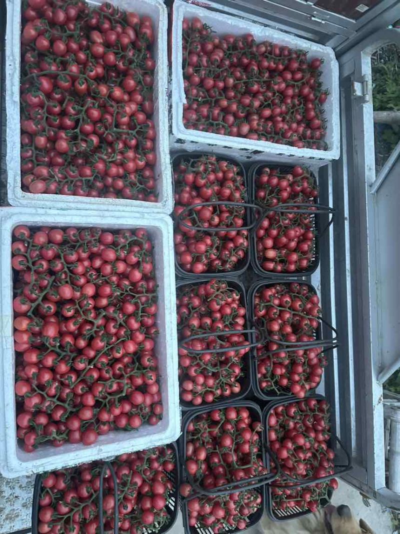 小番茄