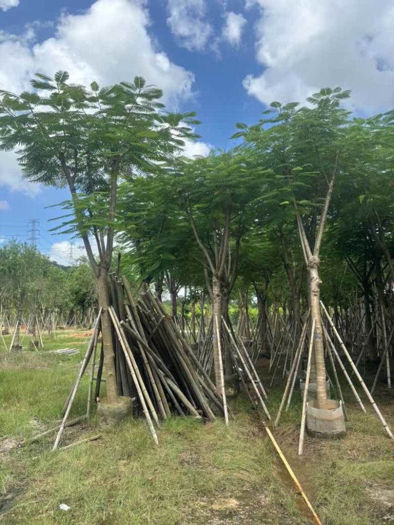 凤凰木骨架10-40分，基地直销，一手货源，大量低价出售
