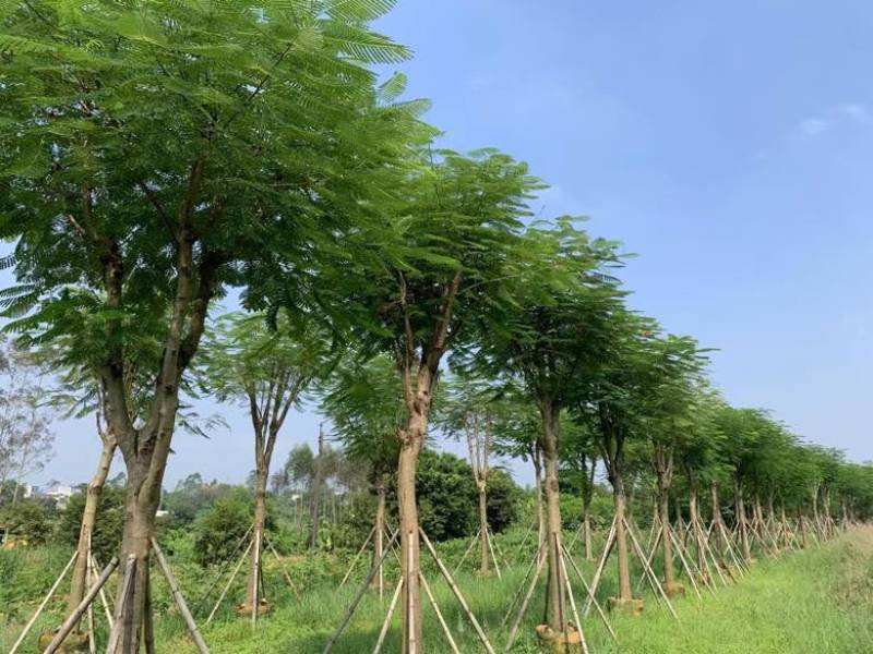 凤凰木骨架10-40分，基地直销，一手货源，大量低价出售