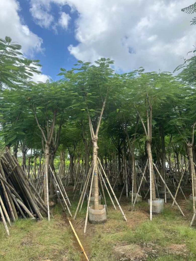 凤凰木骨架10-40分，基地直销，一手货源，大量低价出售
