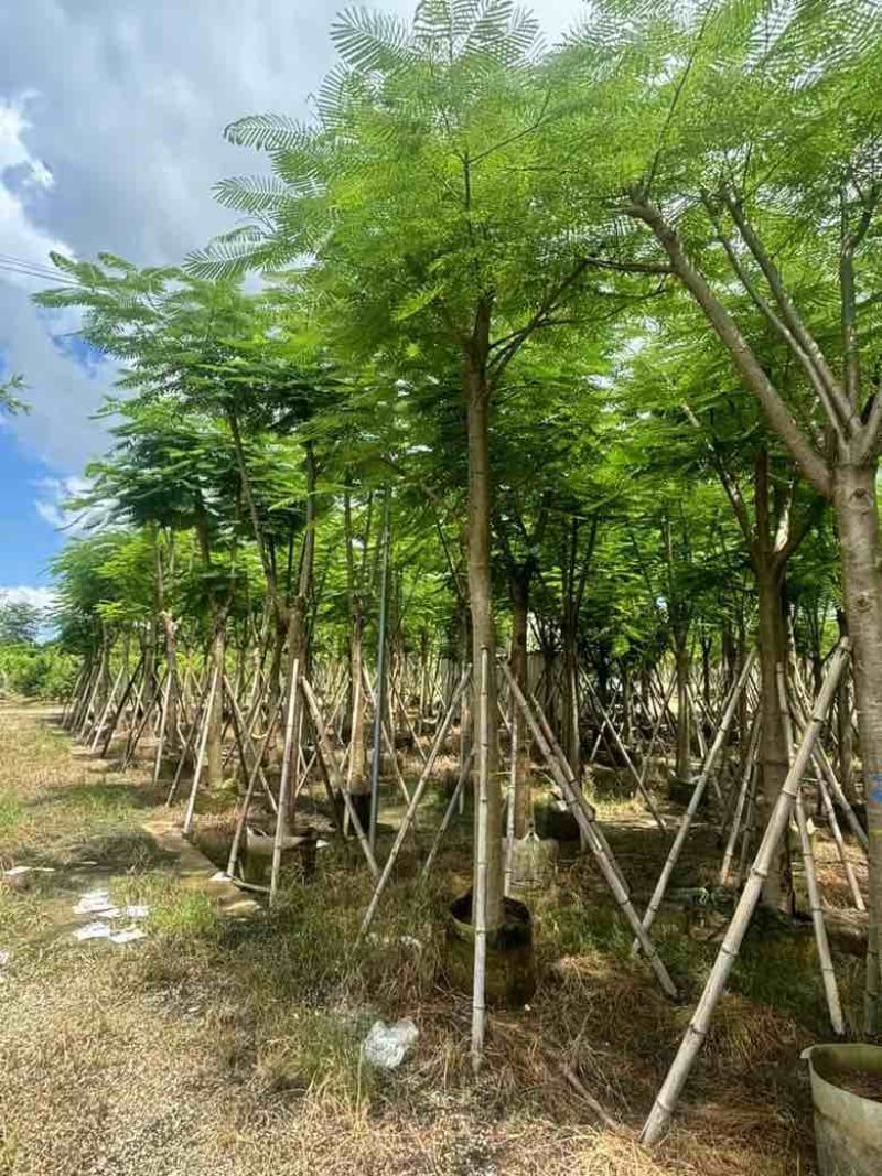 凤凰木骨架10-40分，基地直销，一手货源，大量低价出售