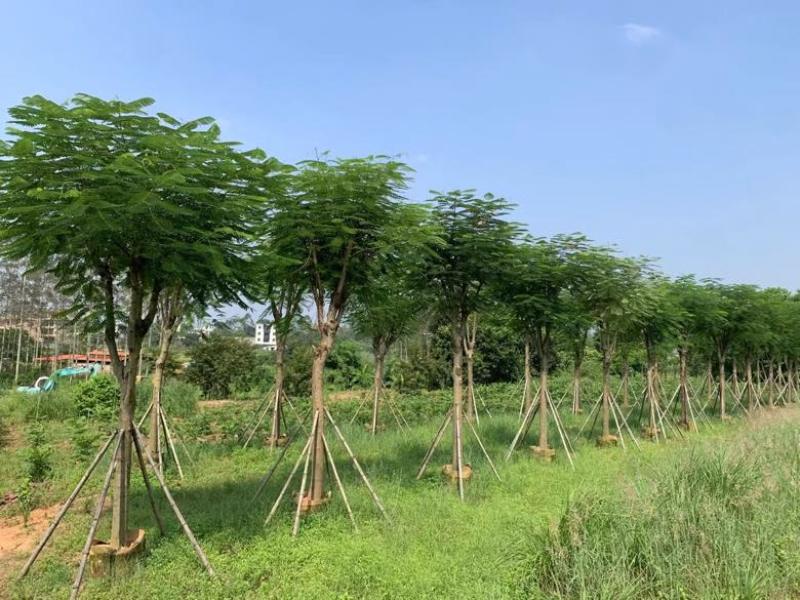 凤凰木骨架10-40分，基地直销，一手货源，大量低价出售