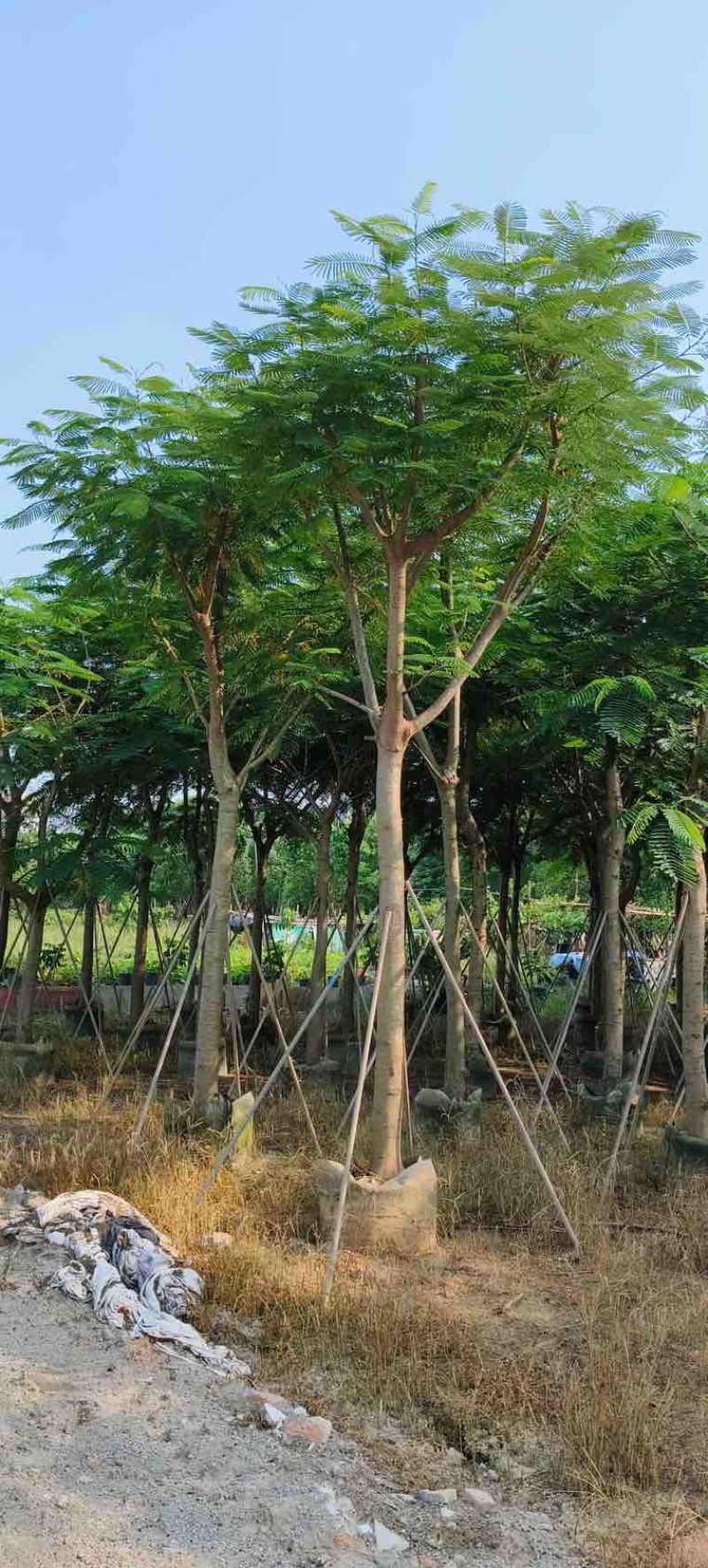 凤凰木骨架10-40分，基地直销，一手货源，大量低价出售