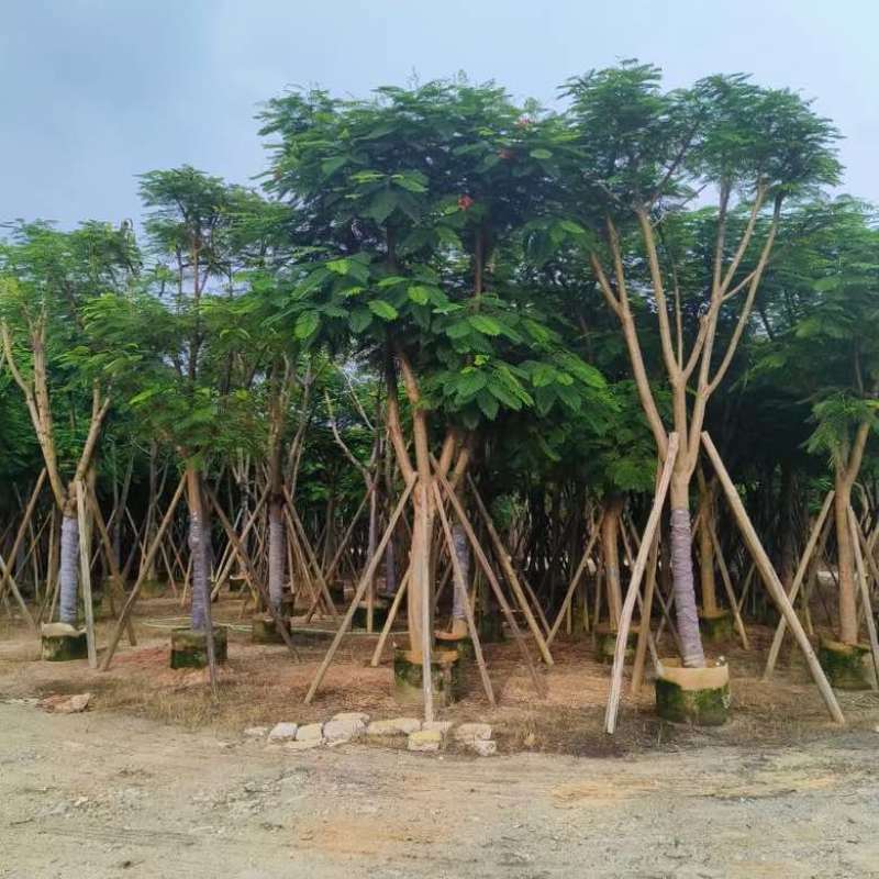 凤凰木骨架10-40分，基地直销，一手货源，大量低价出售