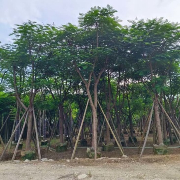 凤凰木(金凤)骨架10-30分，基地直销，一手货源，大量出售