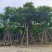 凤凰木(金凤)骨架10-30分，基地直销，一手货源，大量出售