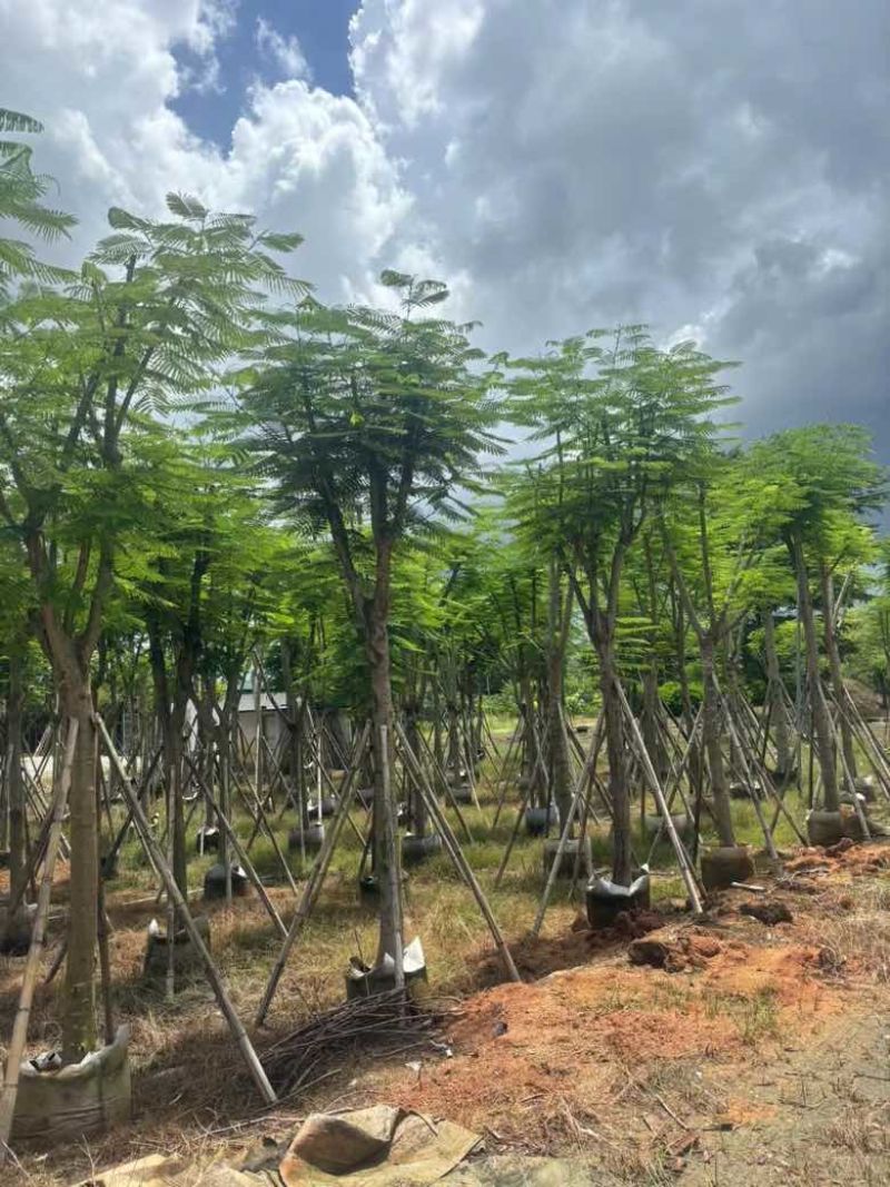 凤凰木(金凤)骨架10-30分，基地直销，一手货源，大量出售