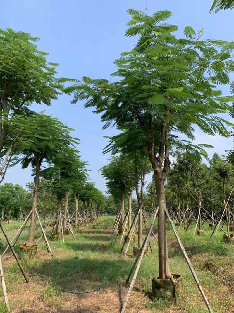 凤凰木(金凤)骨架10-30分，基地直销，一手货源，大量出售