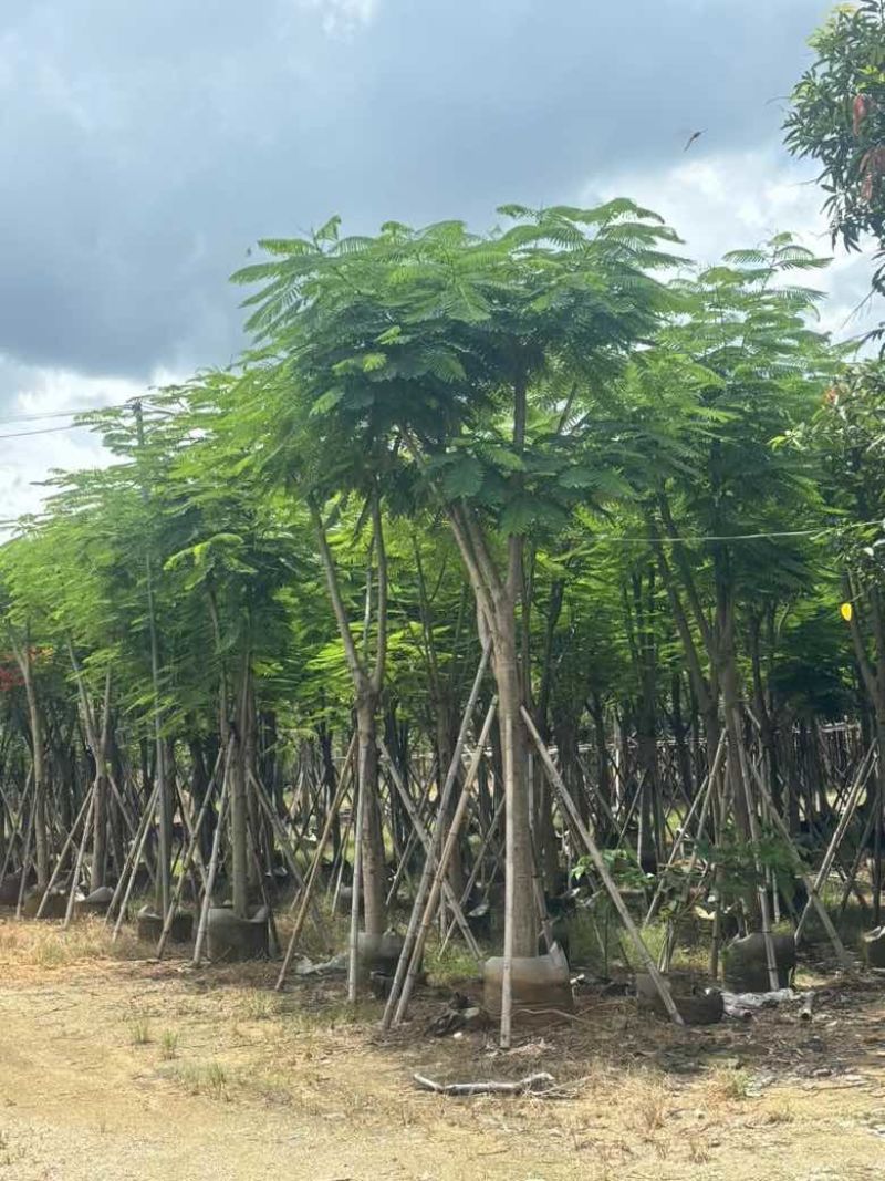 凤凰木(金凤)骨架10-30分，基地直销，一手货源，大量出售