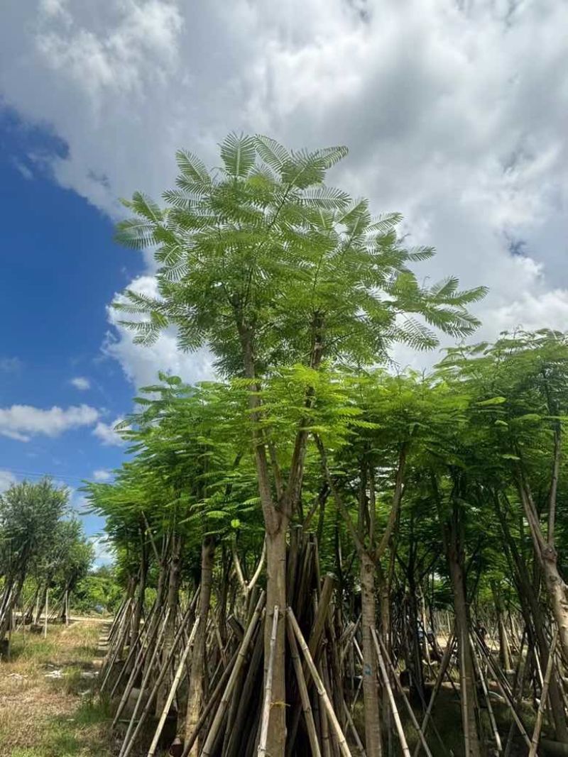 凤凰木(金凤)骨架10-30分，基地直销，一手货源，大量出售
