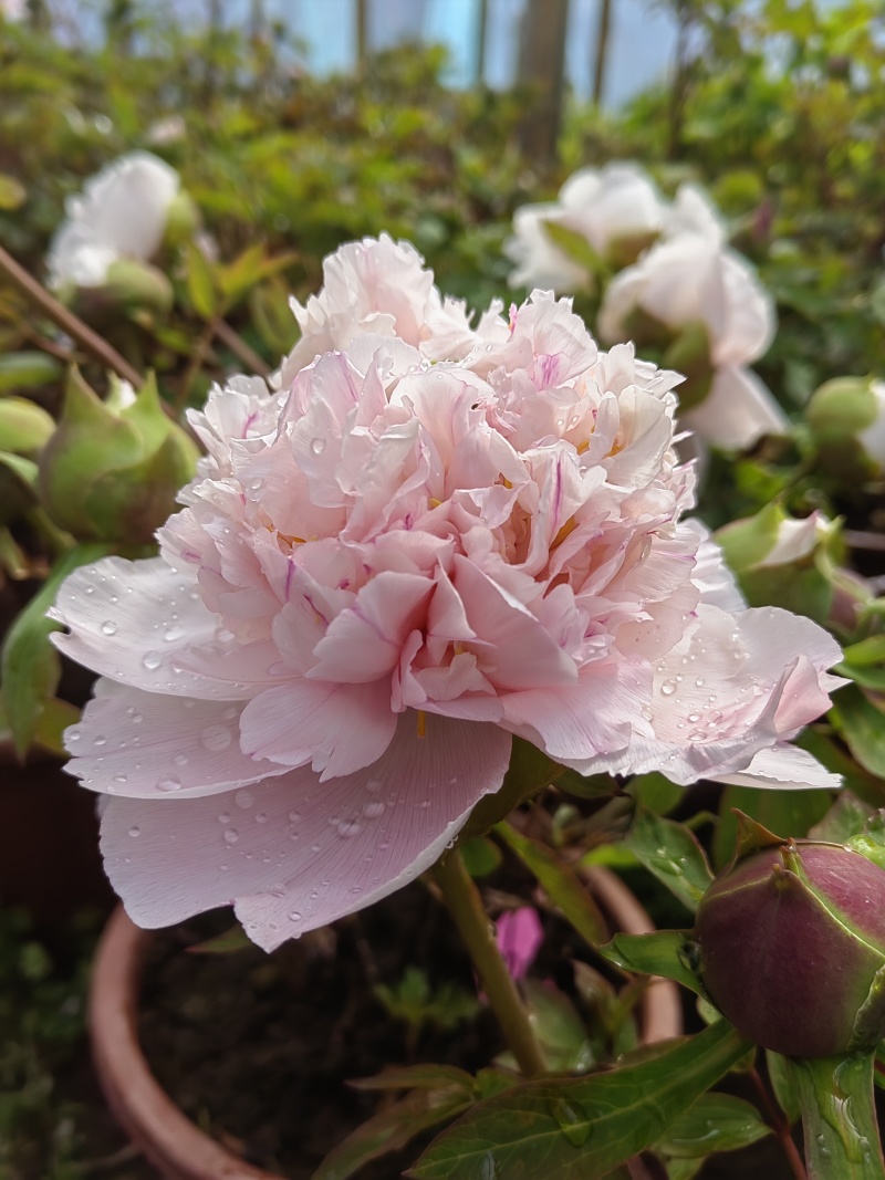 山东菏泽市牡丹区牡丹品种：鲁菏红，肉芙蓉（六分枝）