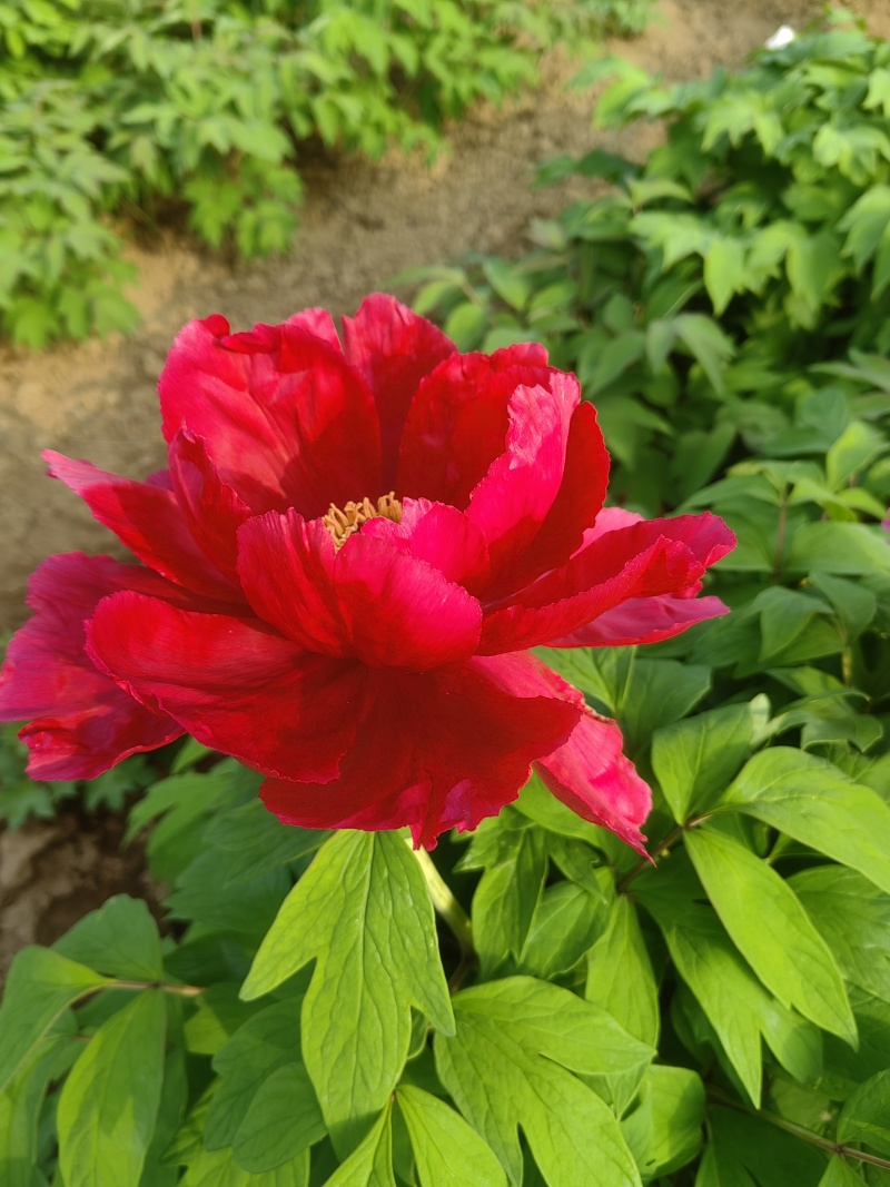 山东菏泽市牡丹区牡丹品种：鲁菏红，肉芙蓉（六分枝）