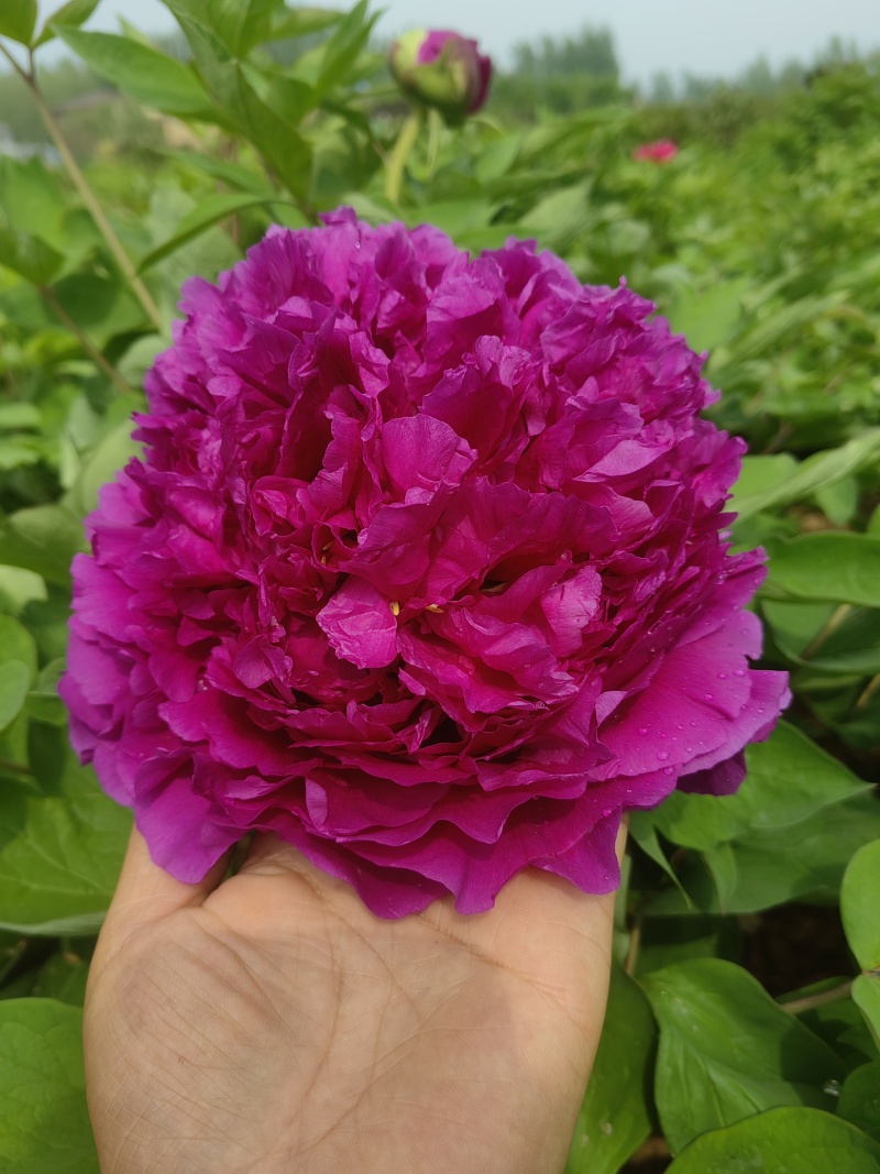 山东菏泽市牡丹区牡丹品种：鲁菏红，肉芙蓉（六分枝）