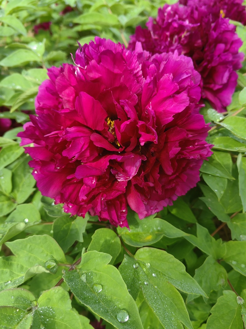 山东菏泽市牡丹区牡丹品种：鲁菏红，肉芙蓉（六分枝）
