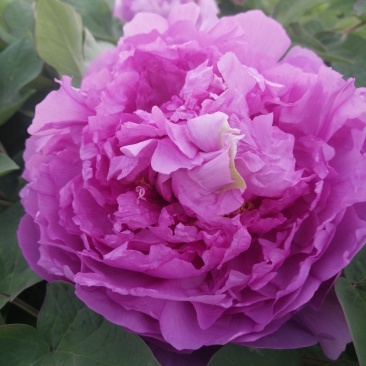 山东菏泽市牡丹区牡丹品种：鲁菏红，肉芙蓉（六分枝）
