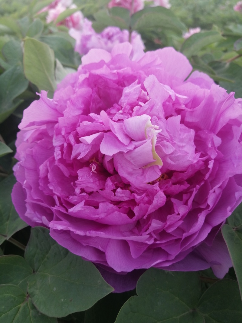 山东菏泽市牡丹区牡丹品种：鲁菏红，肉芙蓉（六分枝）
