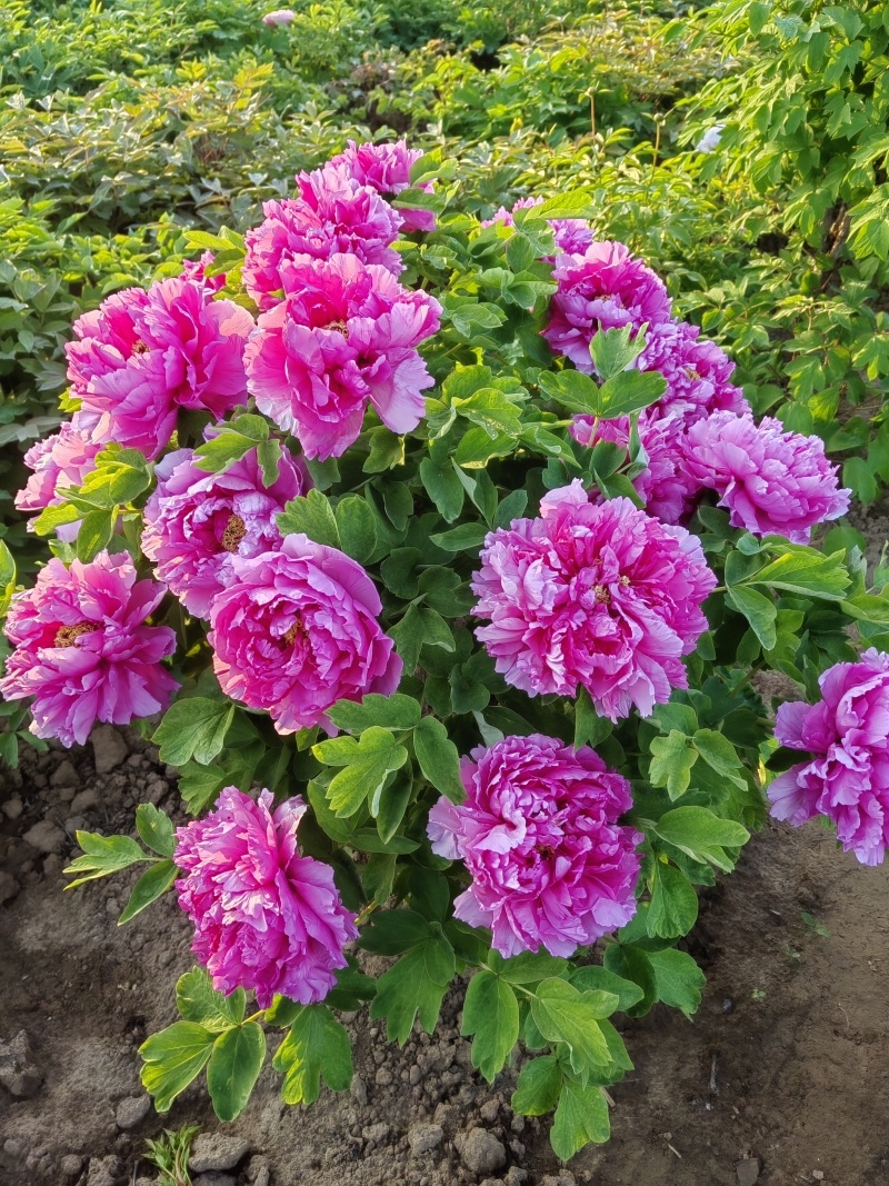 山东菏泽市牡丹区牡丹品种：鲁菏红，肉芙蓉（六分枝）