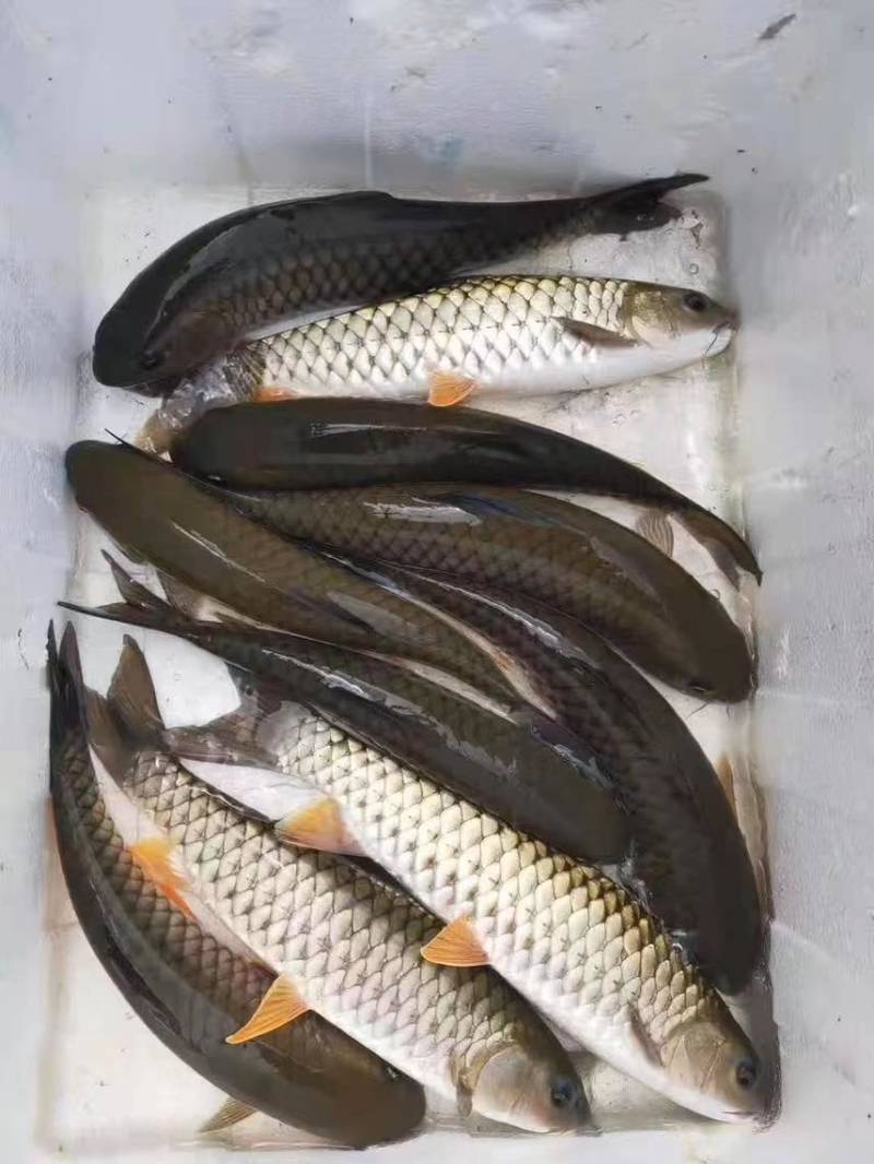 军鱼苗，山坚鱼苗广西南宁批发