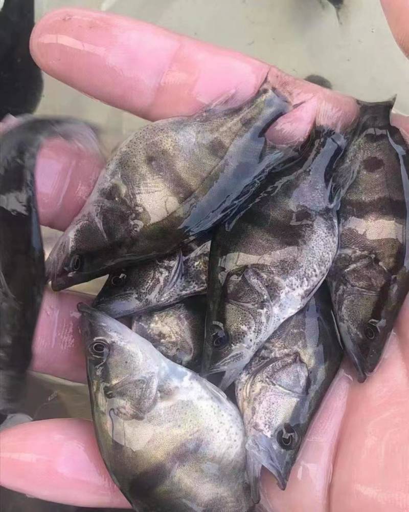 三花白桂广西南宁批发